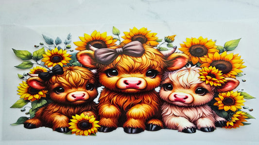 Baby Highland Cows