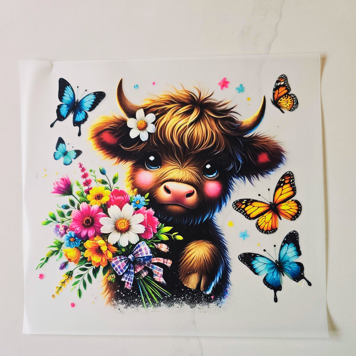 Highland Cow