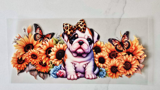 Bulldog Puppy