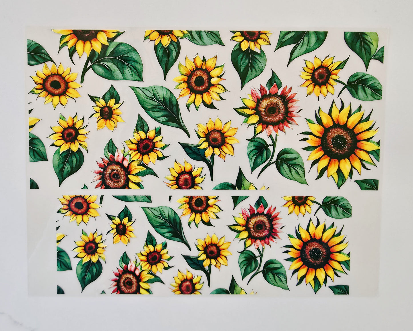 40oz Sunflowers